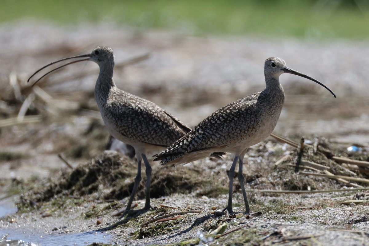 Long-billed Curlew - ML620868516