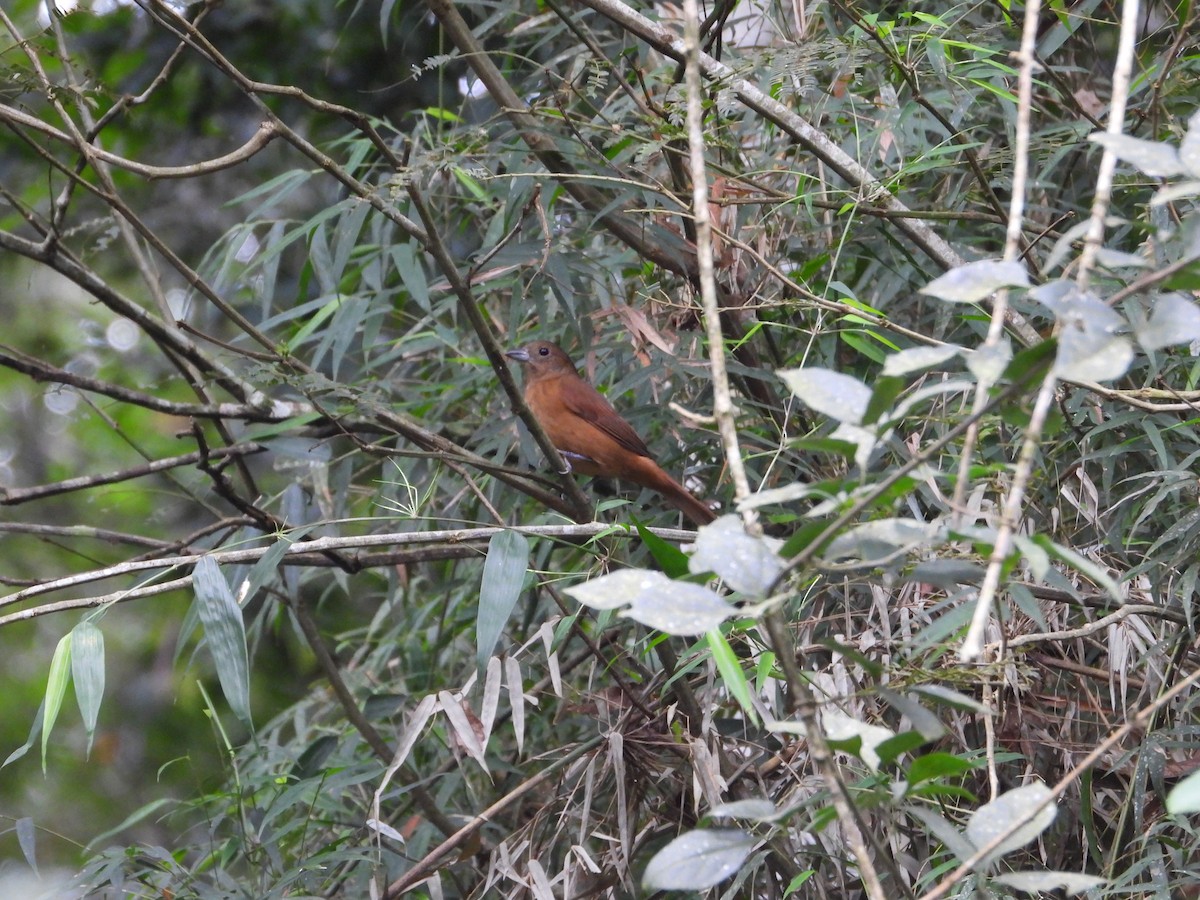 Ruby-crowned Tanager - ML620868518