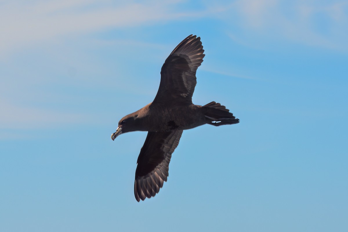 White-chinned Petrel - ML620868519