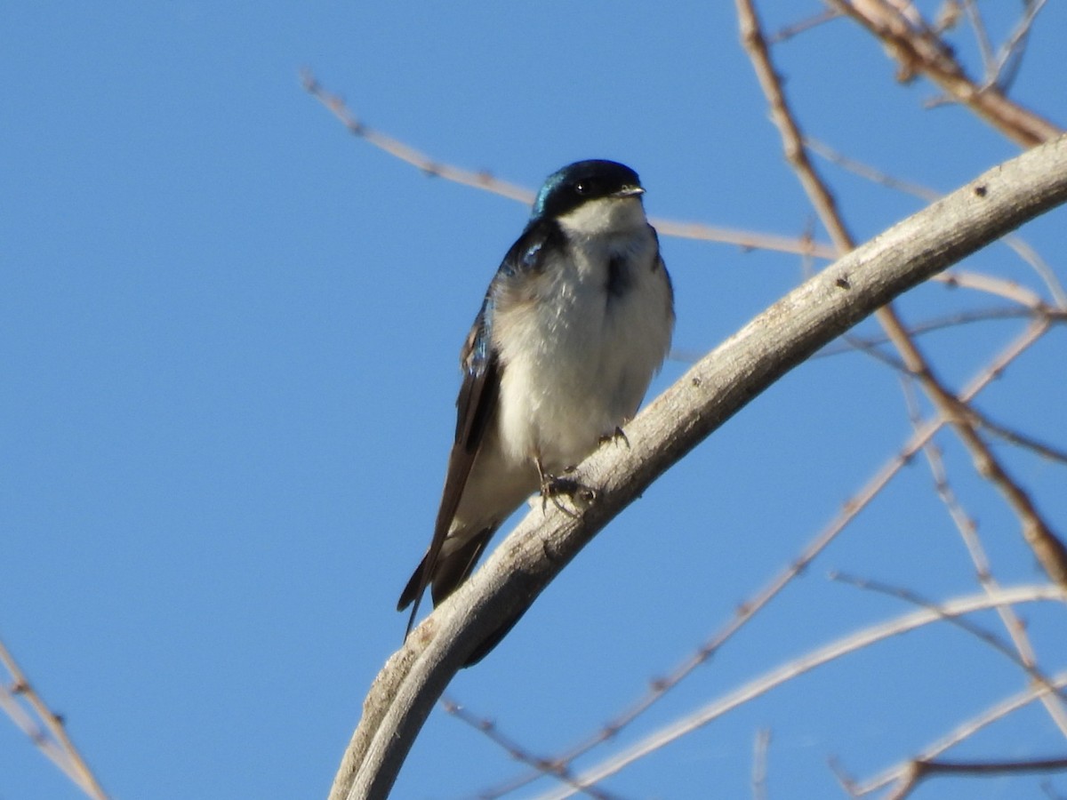 Tree Swallow - ML620868521