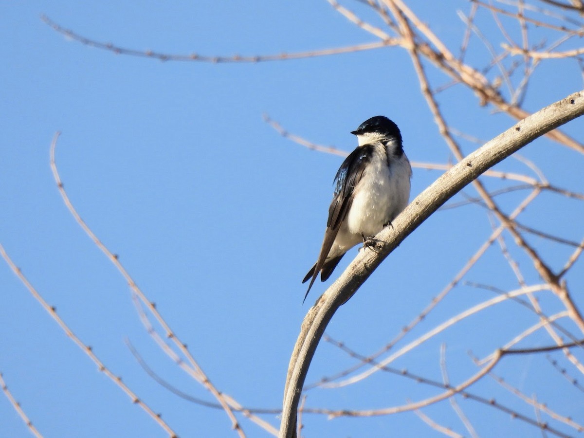 Tree Swallow - ML620868526