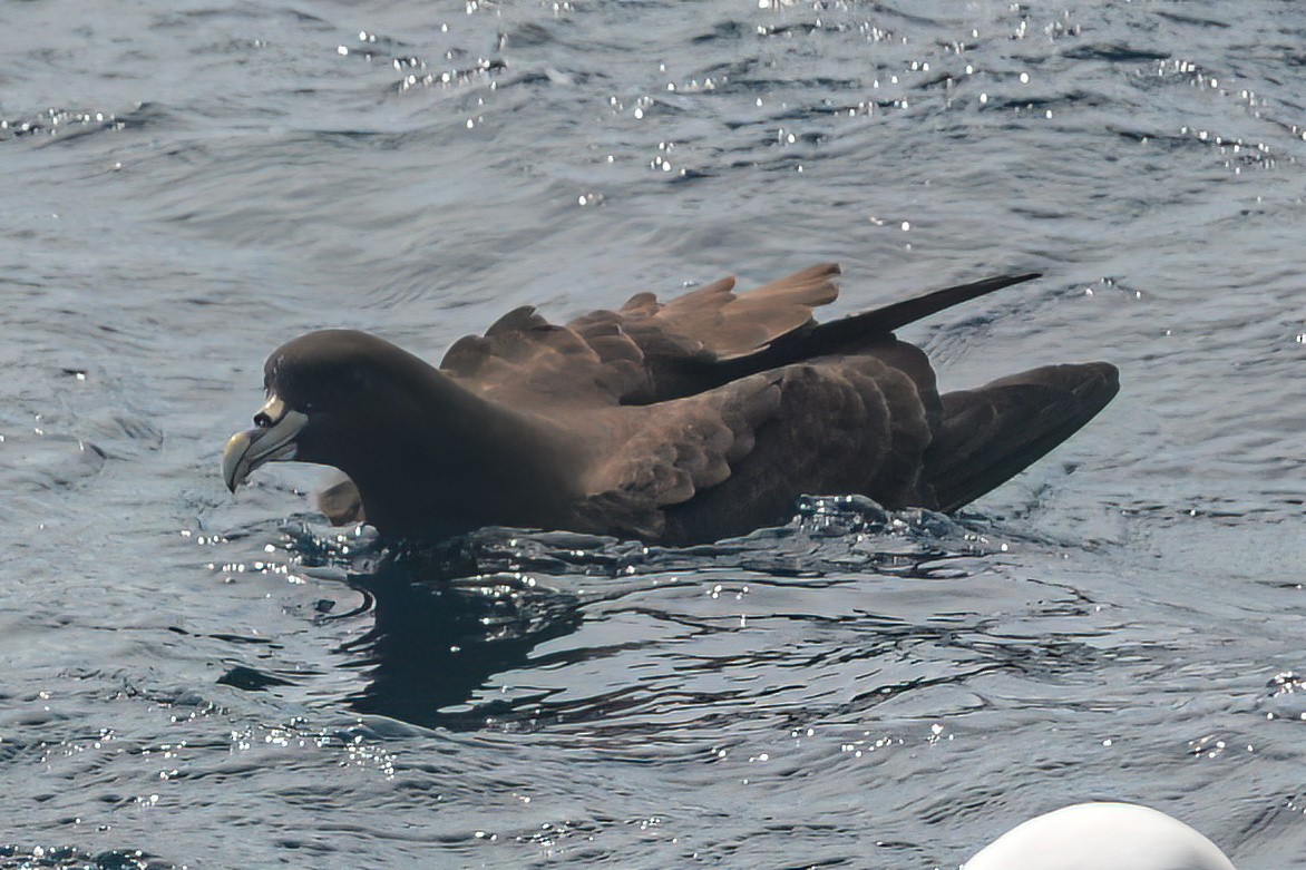 White-chinned Petrel - Kurt Gaskill