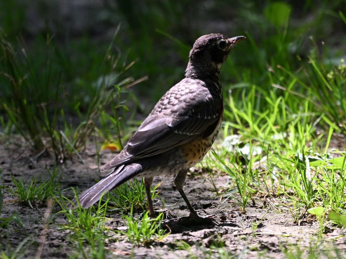 American Robin - ML620868532