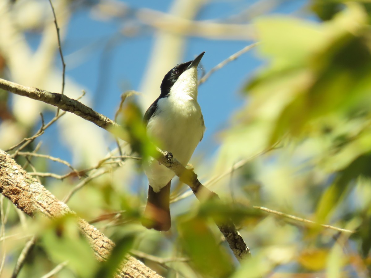 Restless Flycatcher - Jemaine Mulcahy