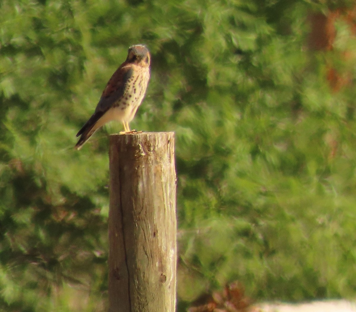 American Kestrel - ML620868541