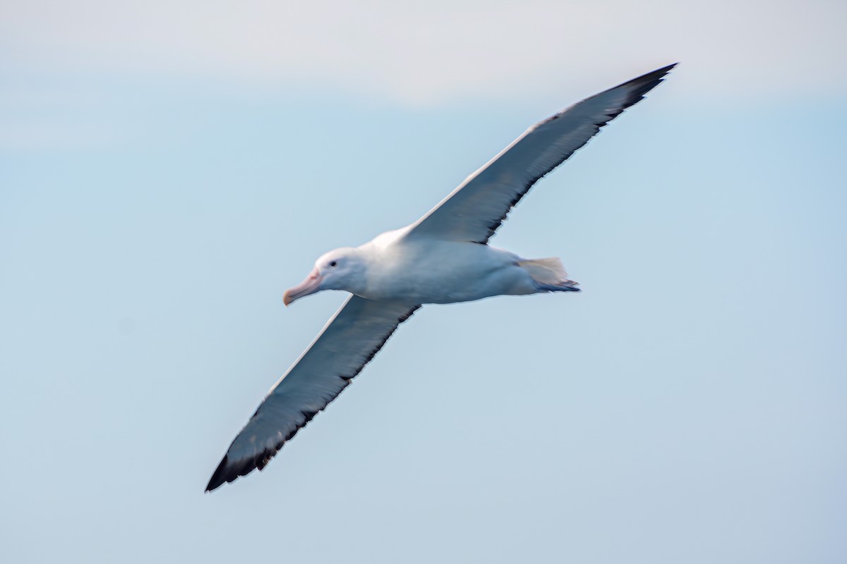 Southern Royal Albatross - Kurt Gaskill