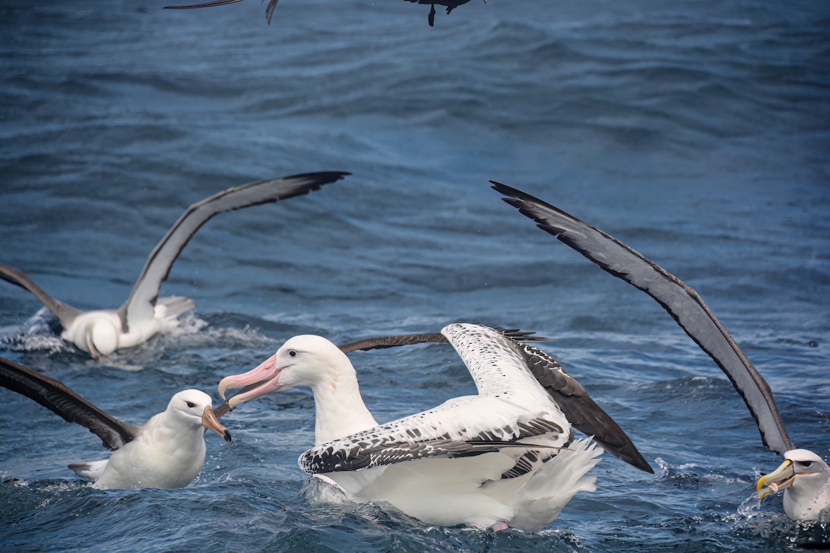 Snowy Albatross - ML620868570