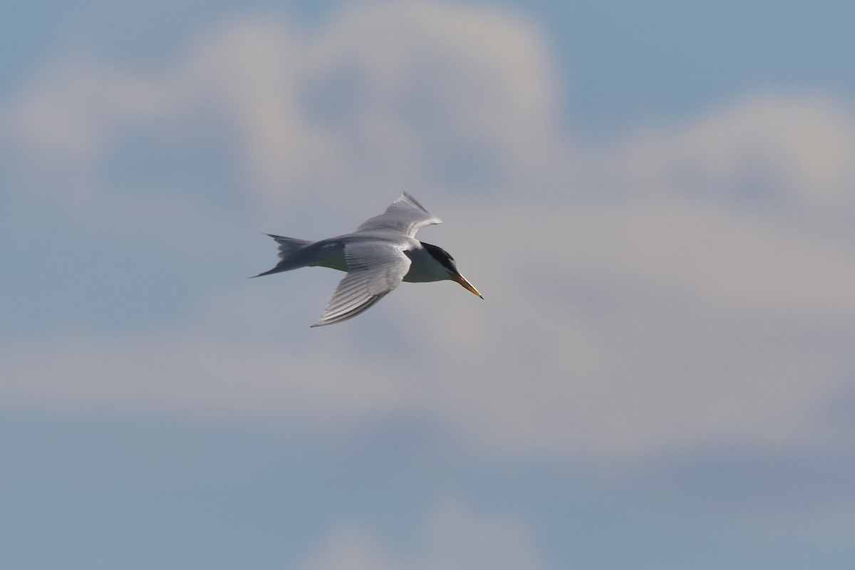 Least Tern - ML620868573