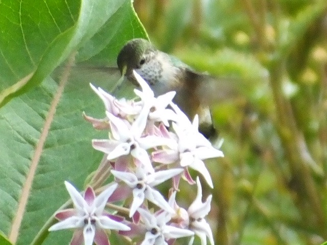 Broad-tailed Hummingbird - ML620868574
