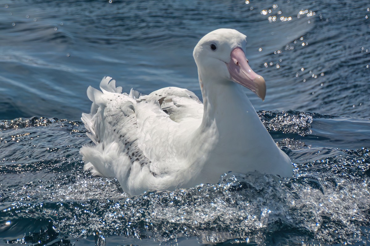 albatros stěhovavý - ML620868576