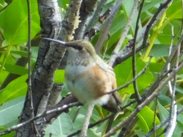 Broad-tailed Hummingbird - Dave Hanscom
