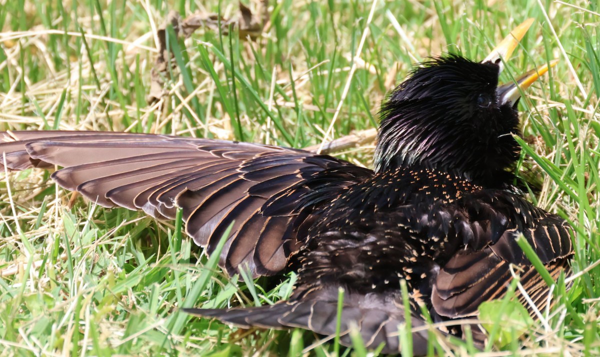 European Starling - ML620868581