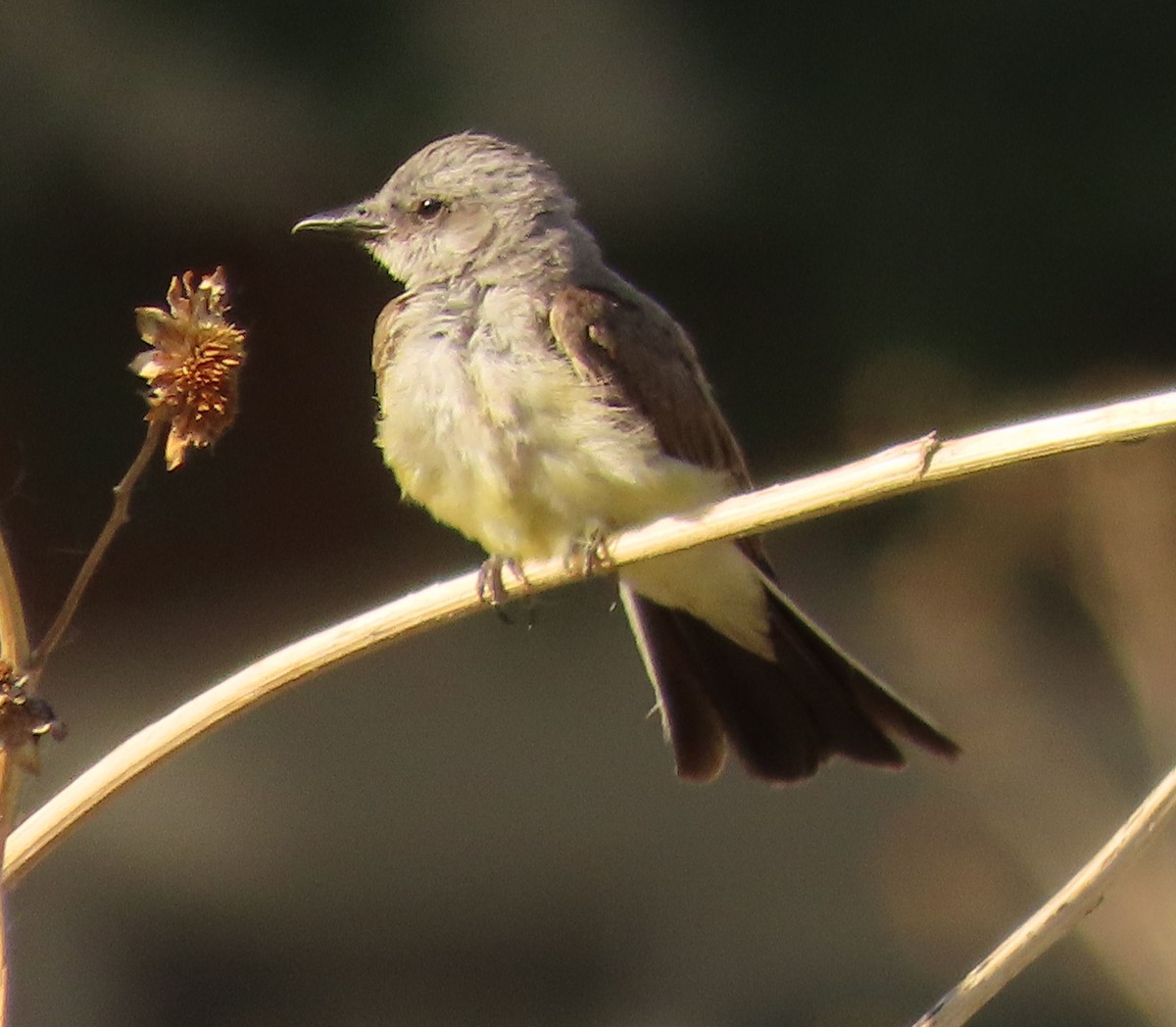 Western Kingbird - ML620868583