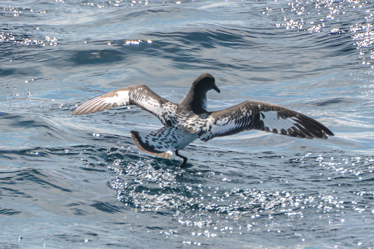 Cape Petrel - ML620868587