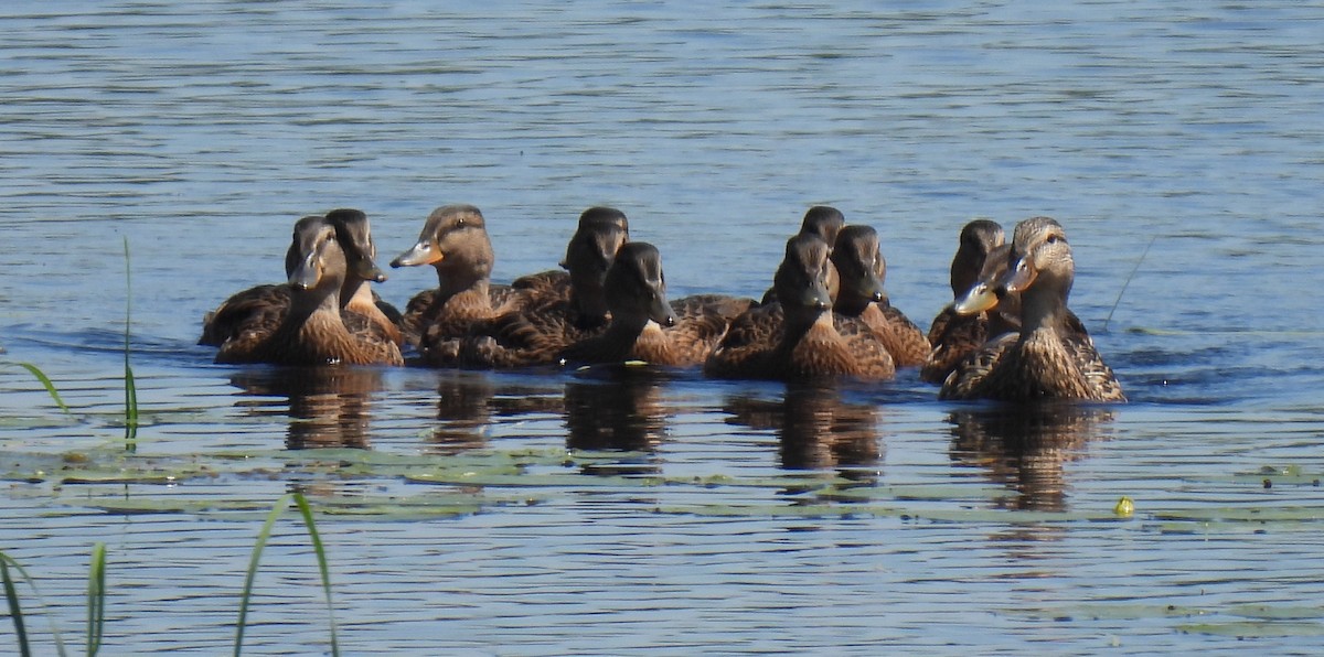 Canard colvert - ML620868589