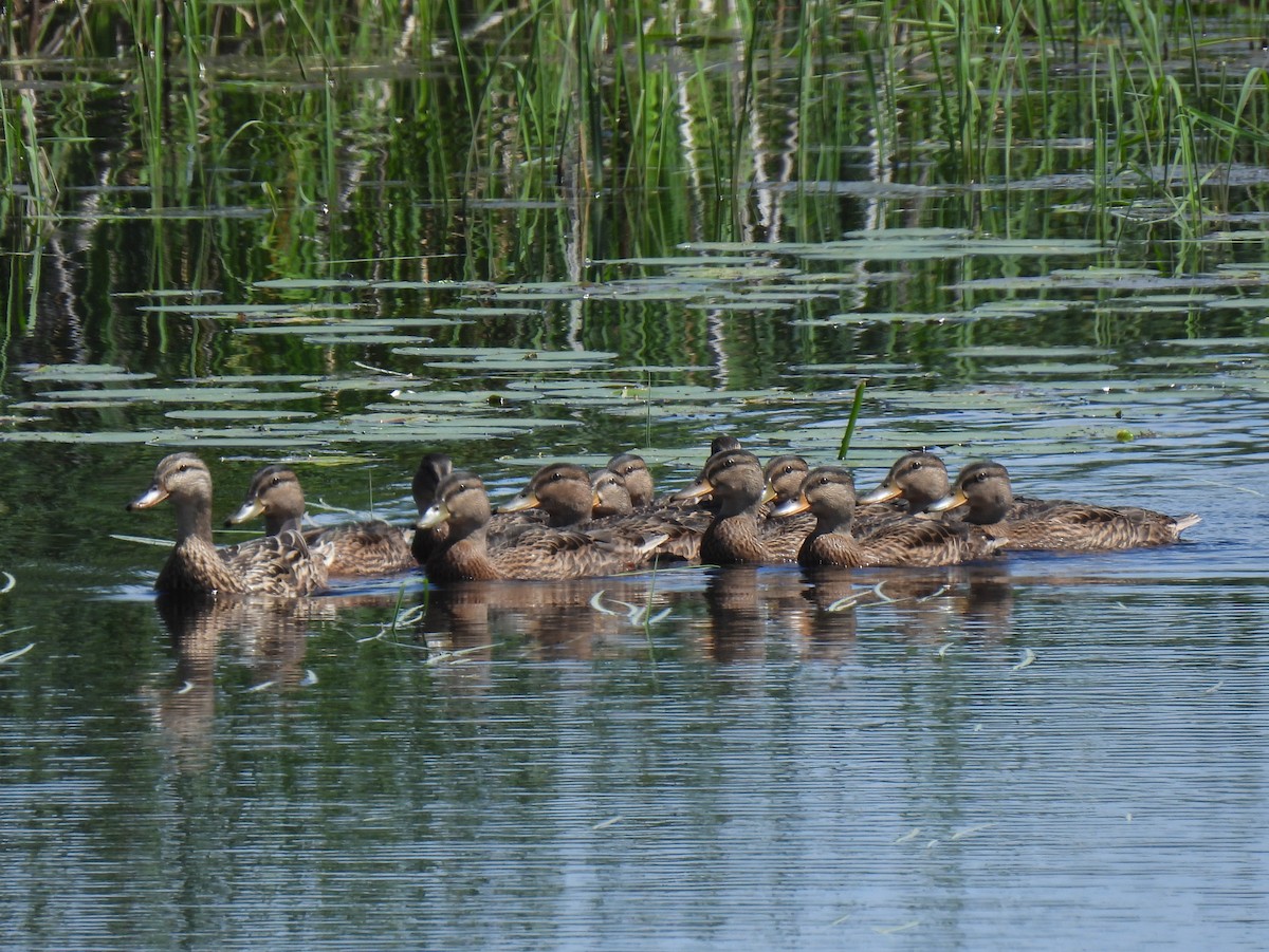 Mallard - ML620868590