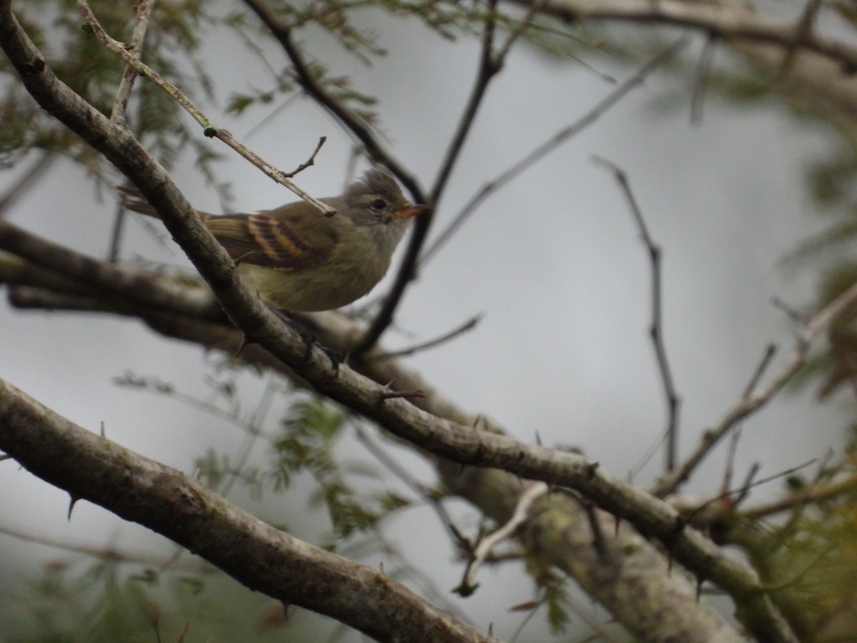 Southern Beardless-Tyrannulet - ML620868594