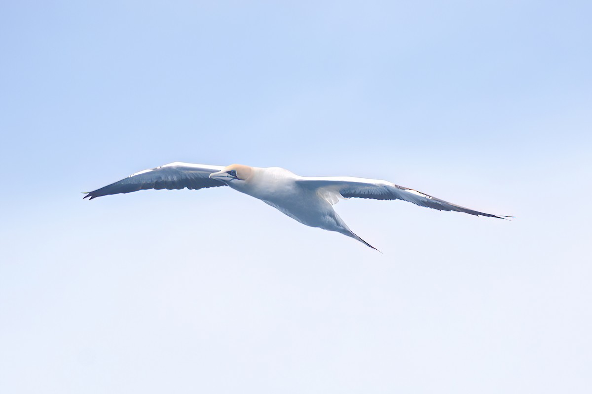 Australasian Gannet - ML620868598