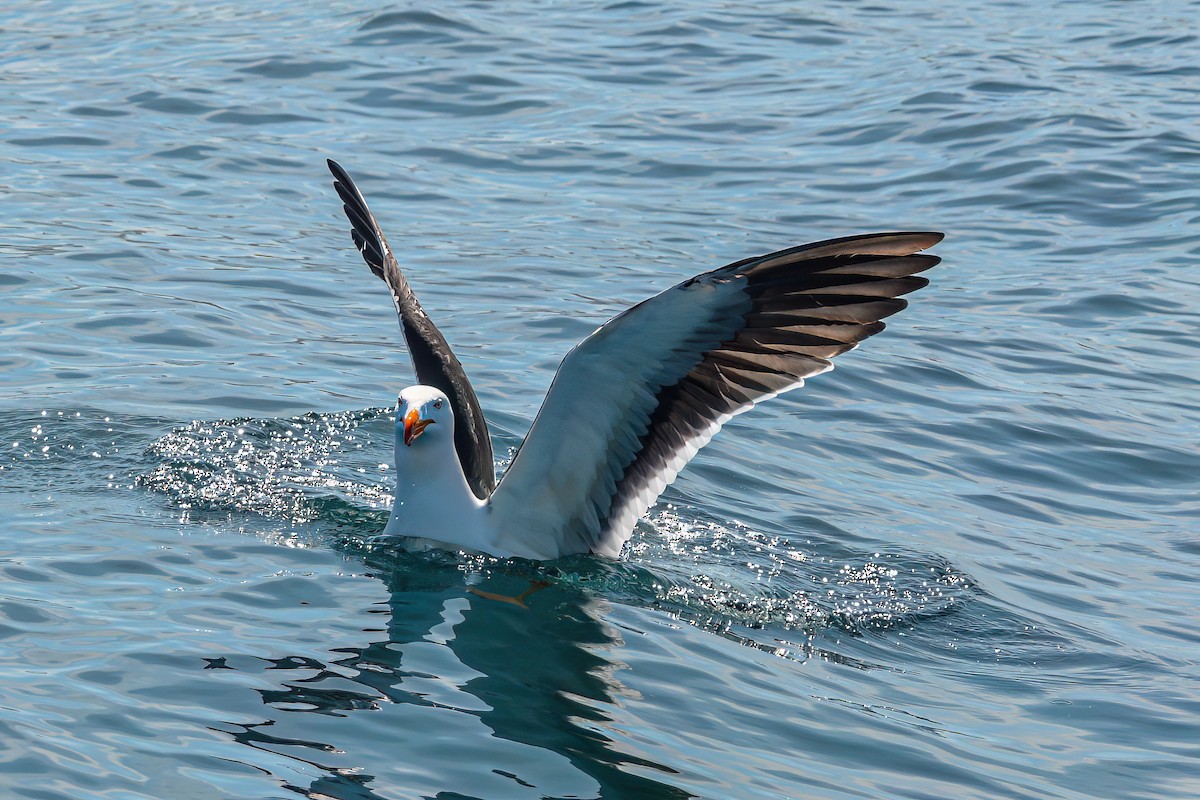 Pacific Gull - ML620868600