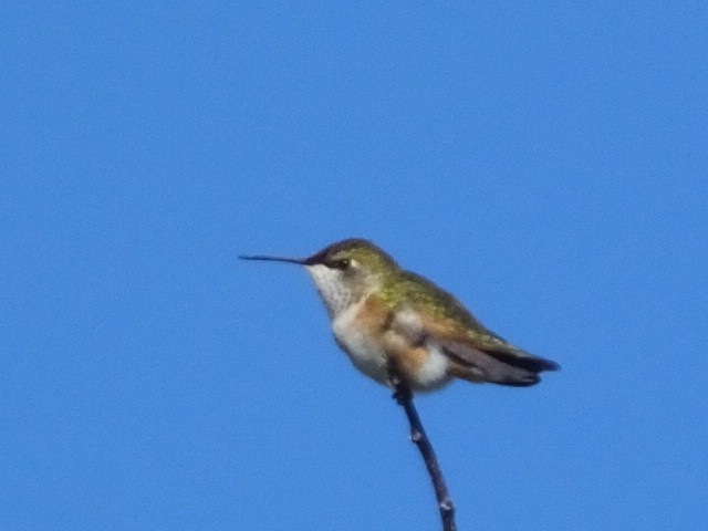 Broad-tailed Hummingbird - ML620868601