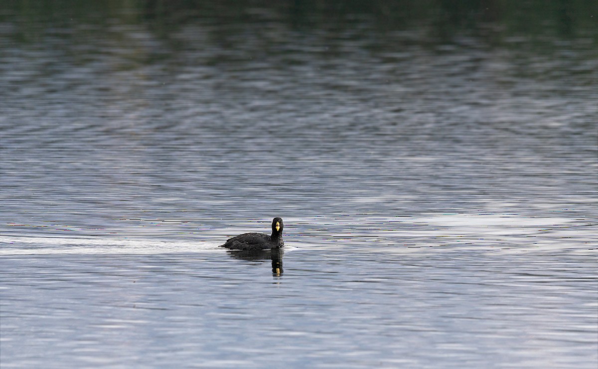 Red-gartered Coot - ML620868604