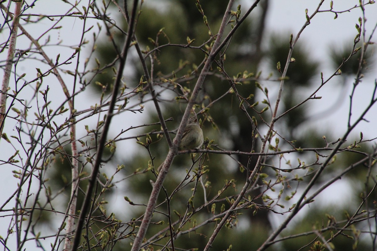 Dusky Flycatcher - ML620868613