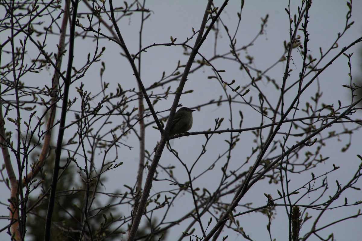 Dusky Flycatcher - ML620868621