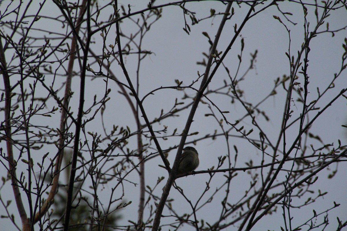 Dusky Flycatcher - ML620868622