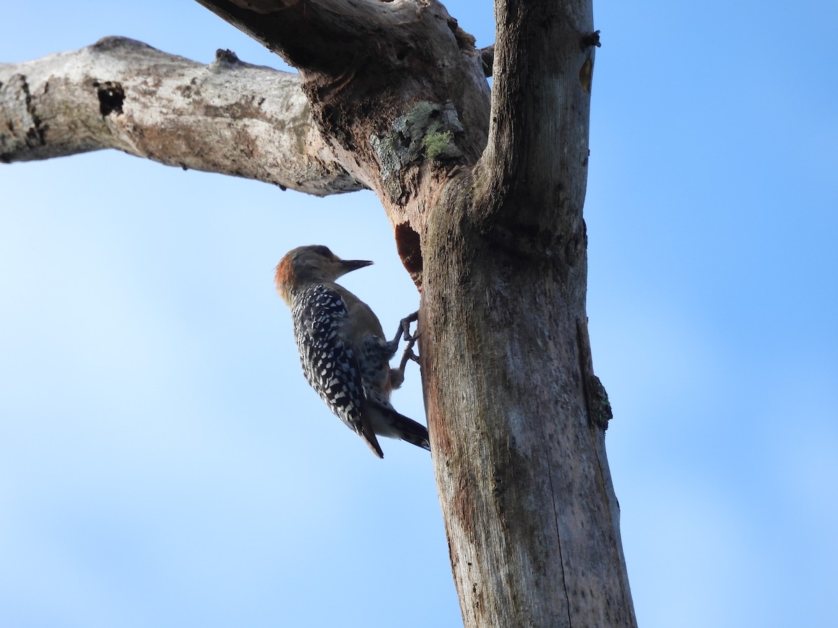 Red-crowned Woodpecker - ML620868638