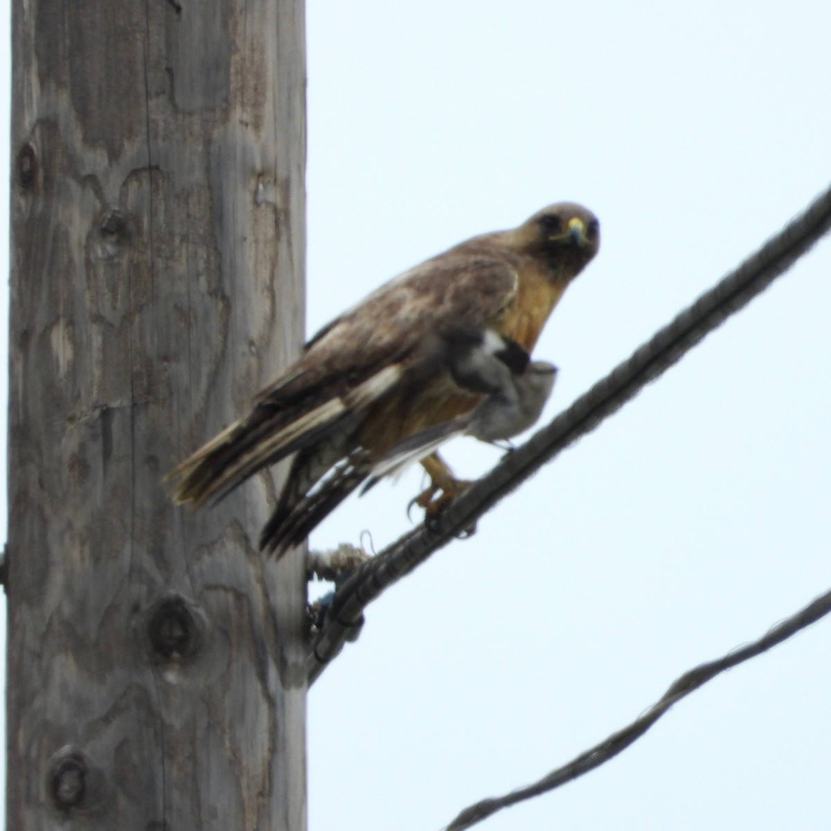 Red-tailed Hawk - ML620868647