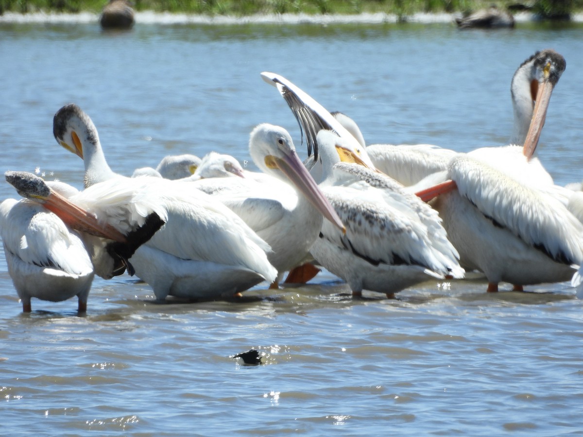 pelikán severoamerický - ML620868649