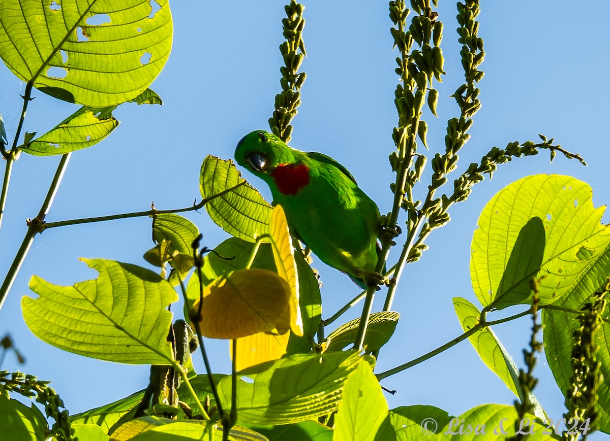 Blue-crowned Hanging-Parrot - ML620868655