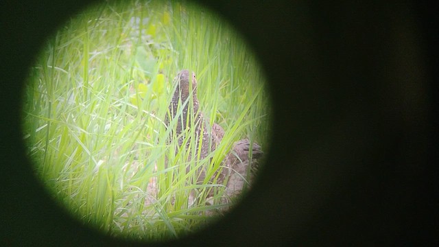 Dusky Grouse - ML620868657