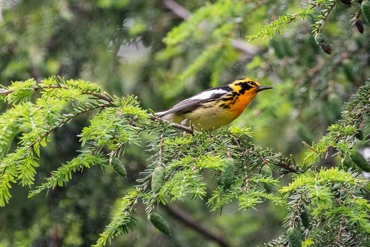 Blackburnian Warbler - ML620868660