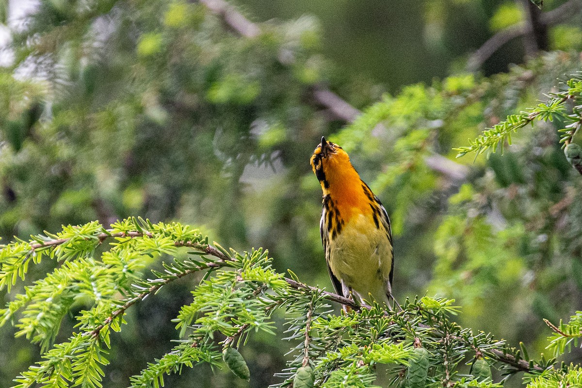 Blackburnian Warbler - ML620868661