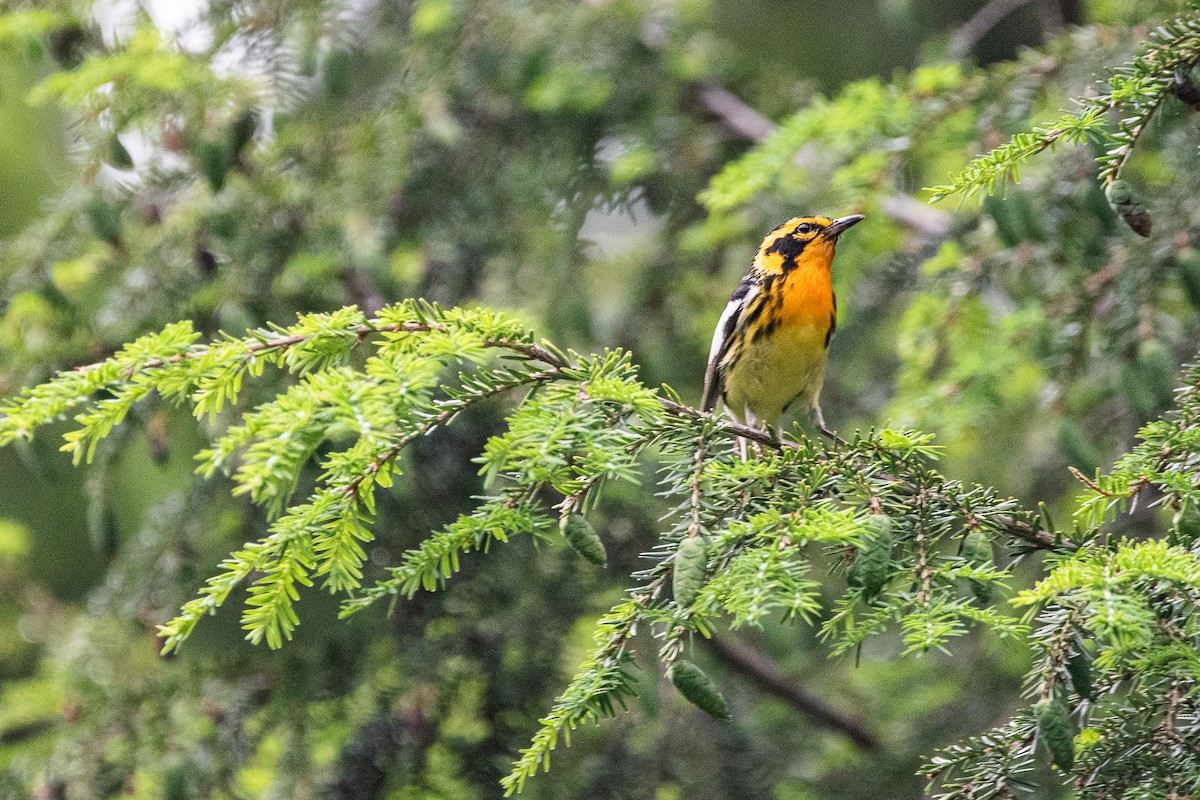 Blackburnian Warbler - Richard Whelden