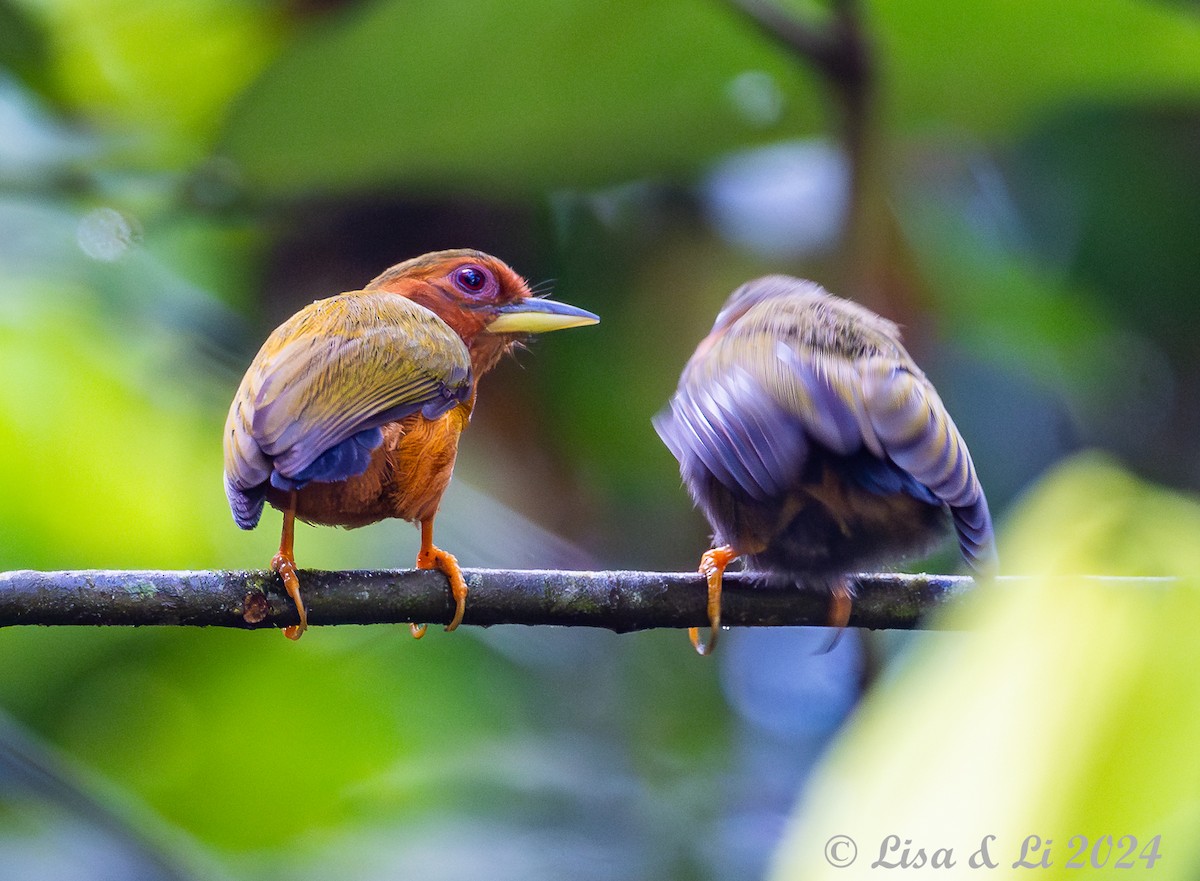 Rufous Piculet - ML620868663