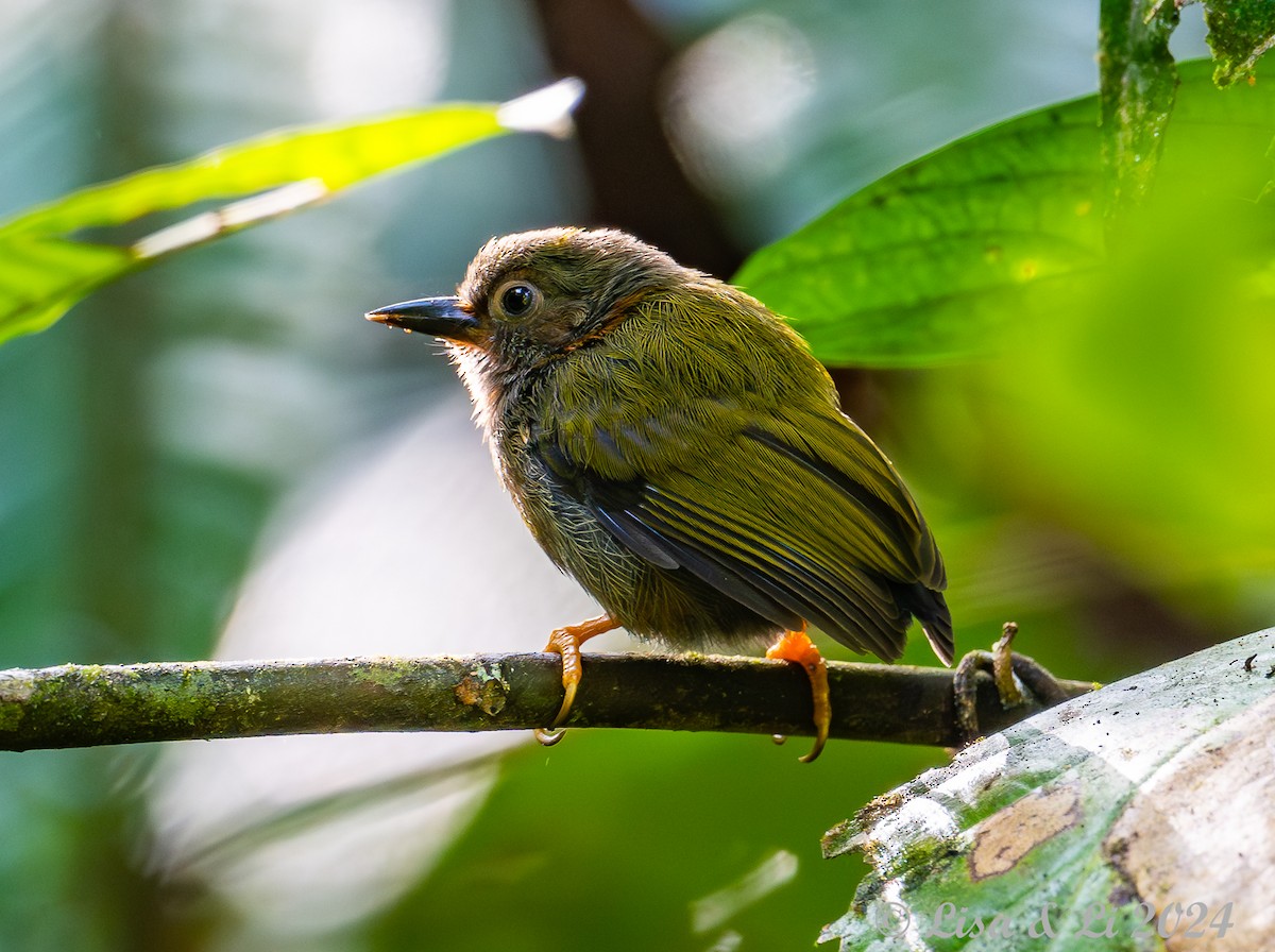 Rufous Piculet - Lisa & Li Li