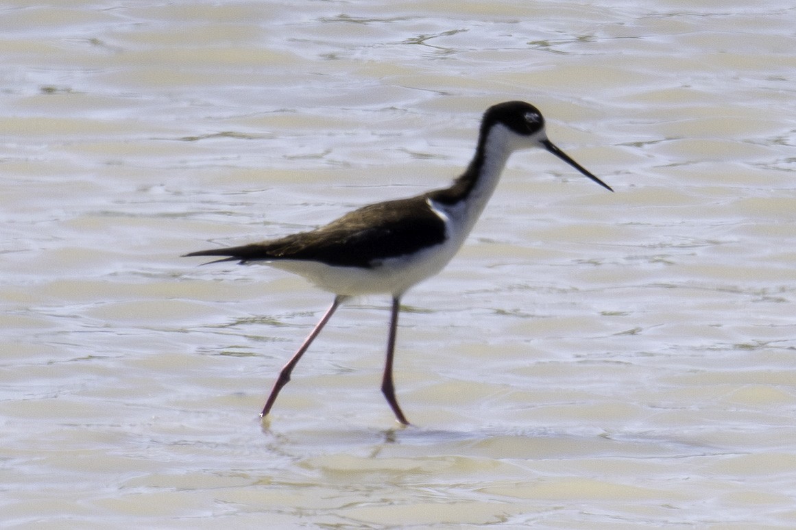 Black-necked Stilt - ML620868693