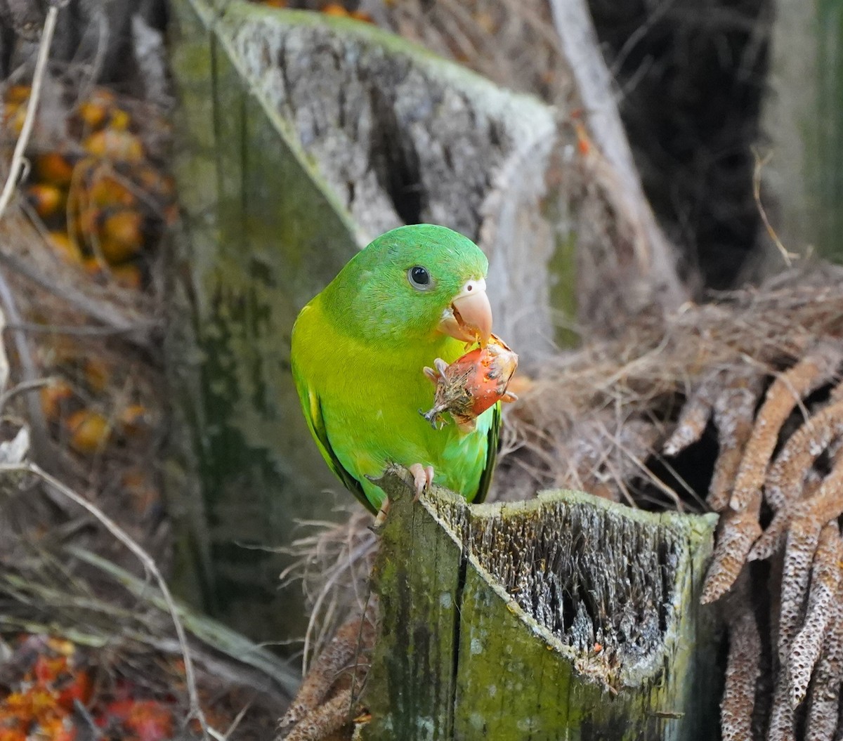 Orange-chinned Parakeet - ML620868696