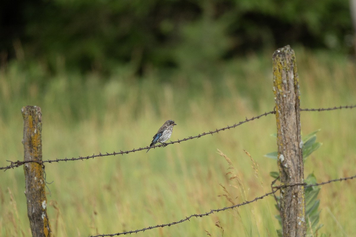 Eastern Bluebird - ML620868700