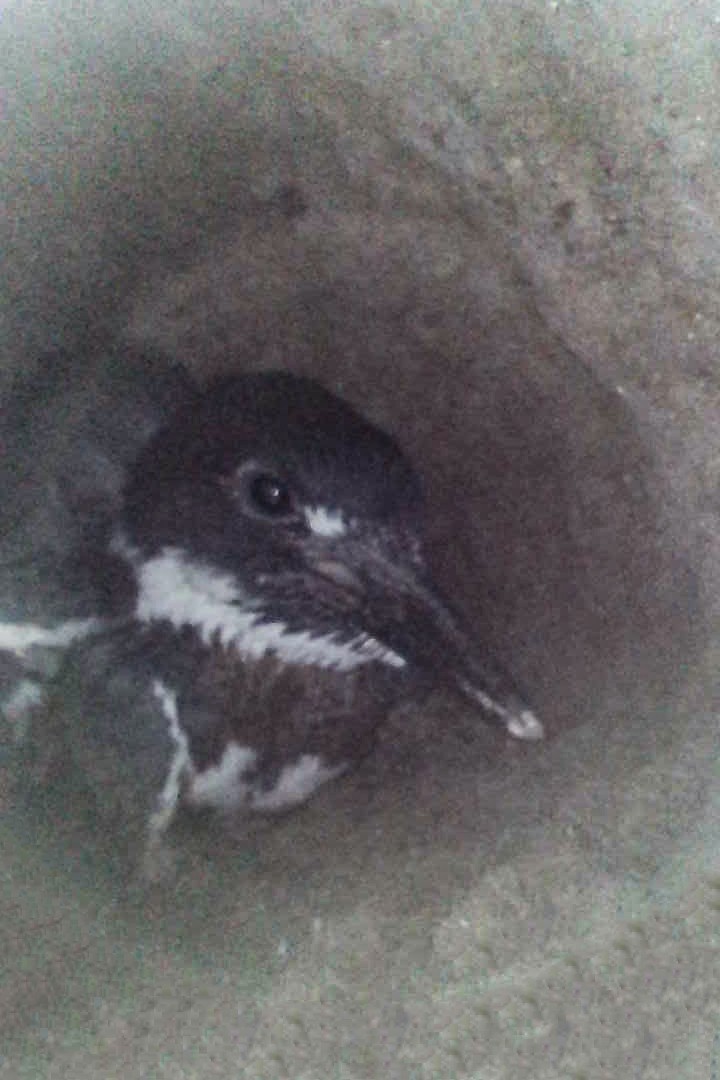 Belted Kingfisher - ML620868713