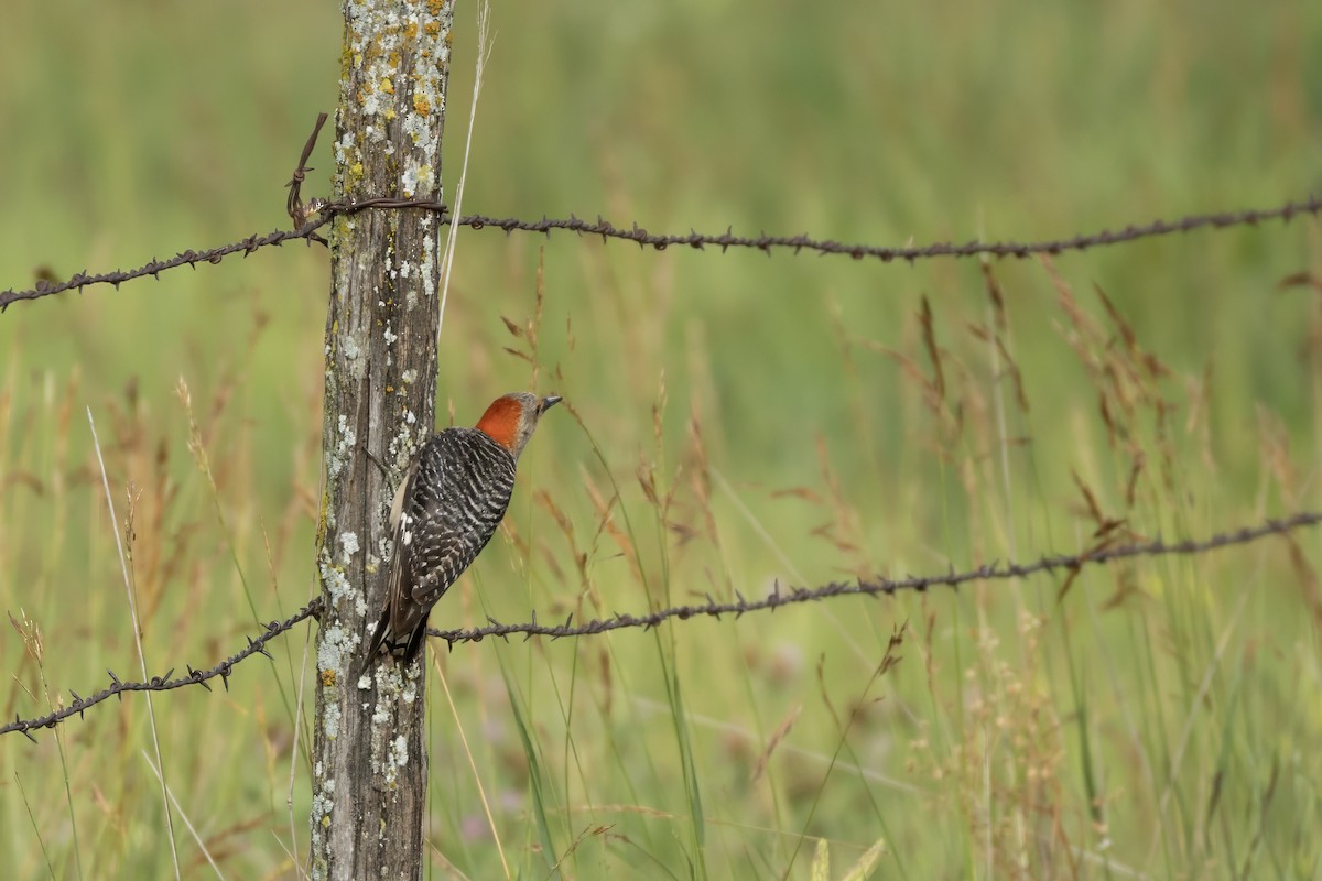 Red-bellied Woodpecker - ML620868723