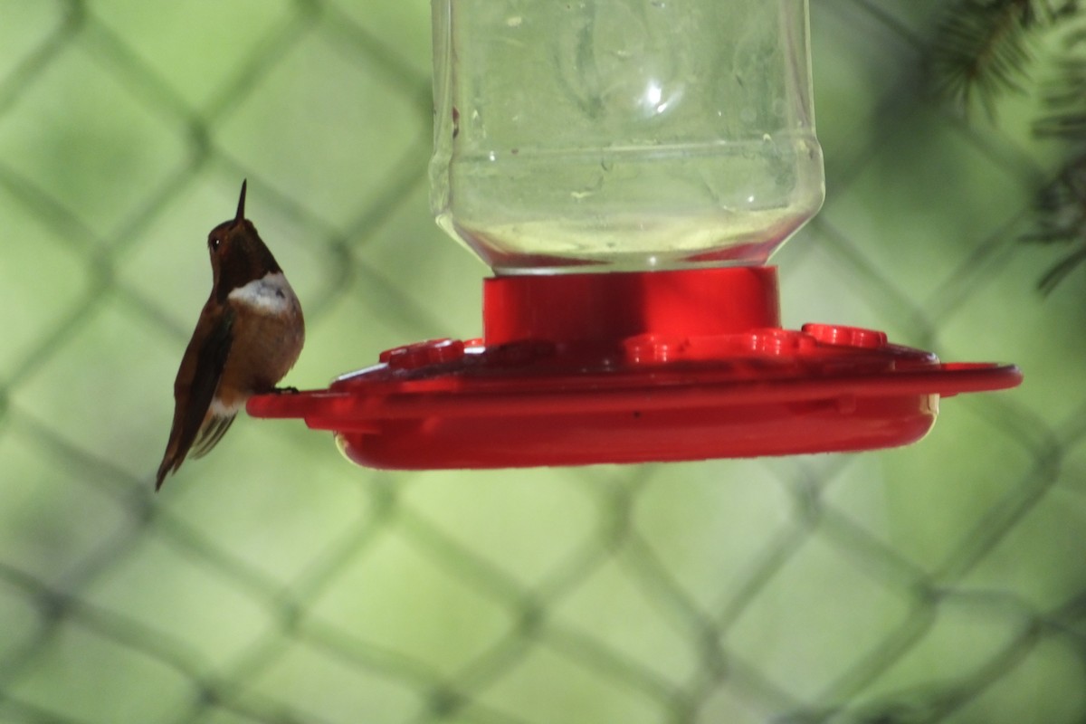 Rufous Hummingbird - Dave Hanscom