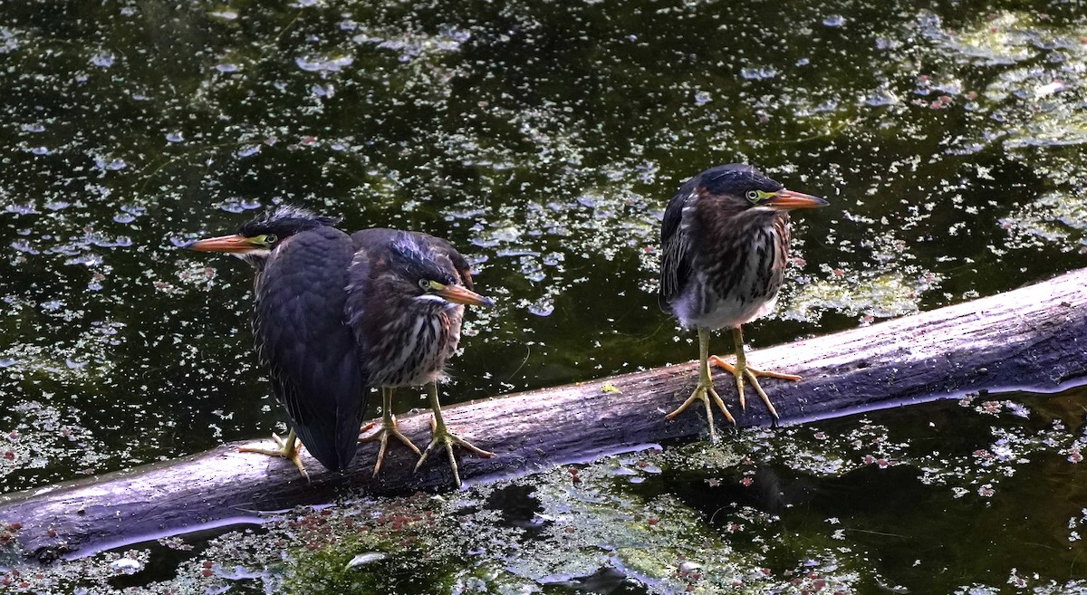 Green Heron - ML620868728