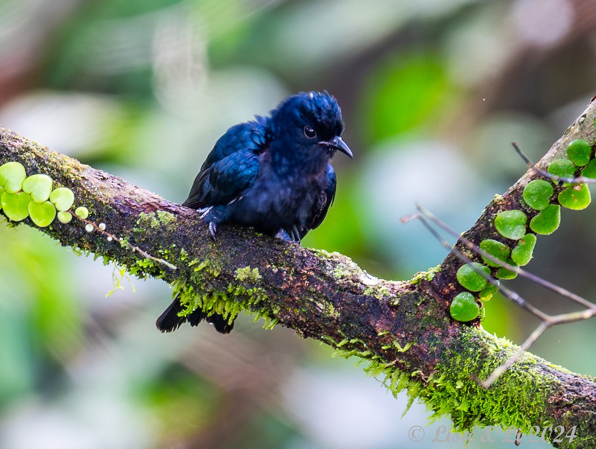 Square-tailed Drongo-Cuckoo - ML620868732