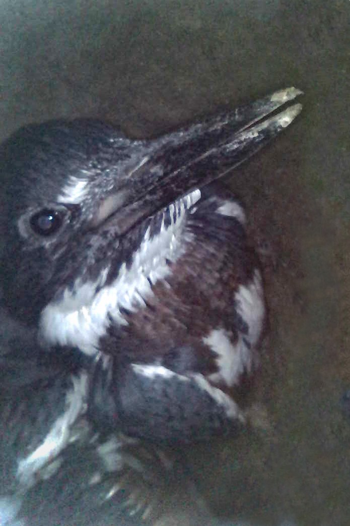 Belted Kingfisher - ML620868734