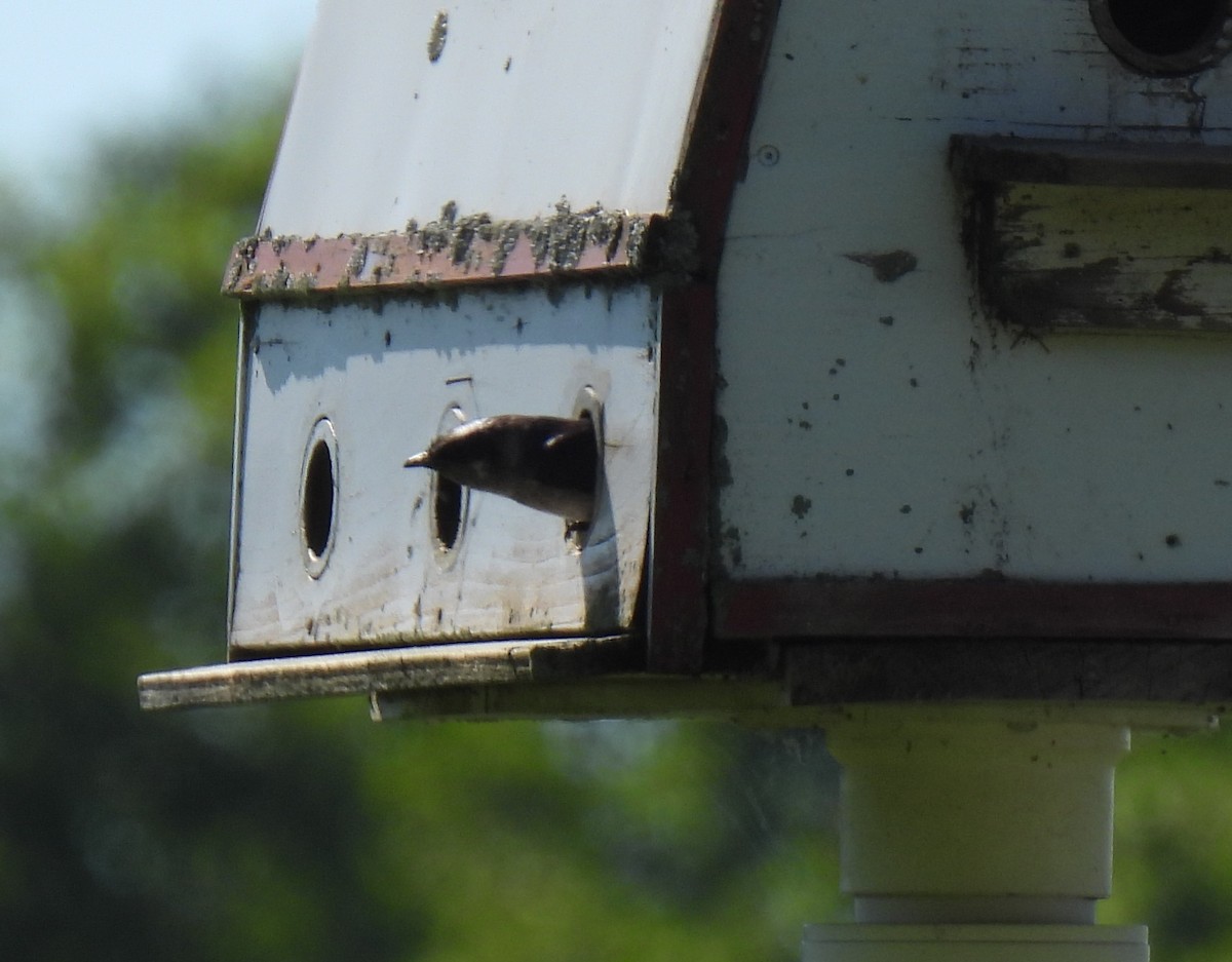 Purple Martin - ML620868736