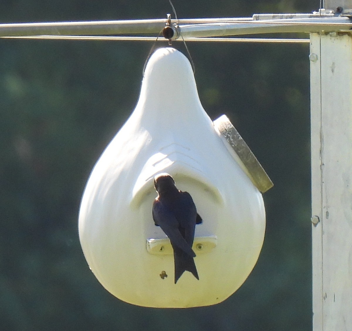 Purple Martin - ML620868737