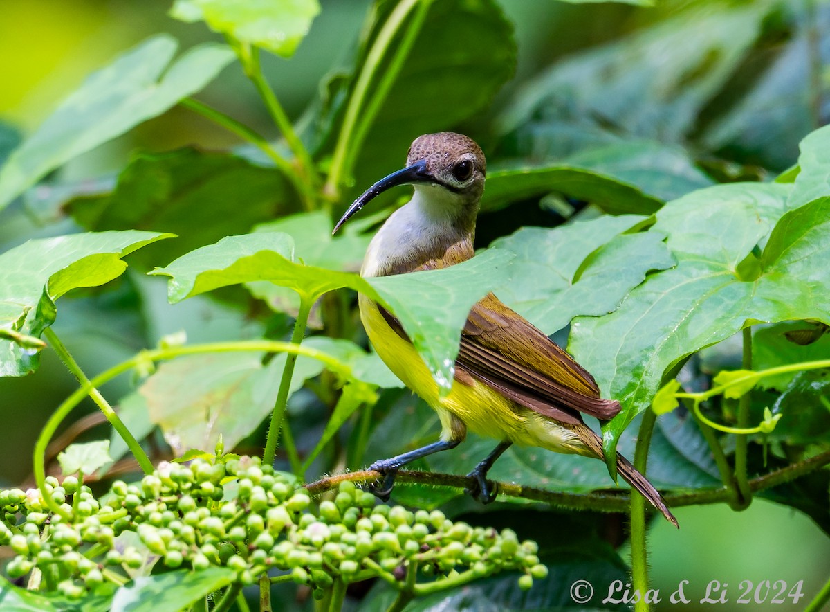 Little Spiderhunter - ML620868743